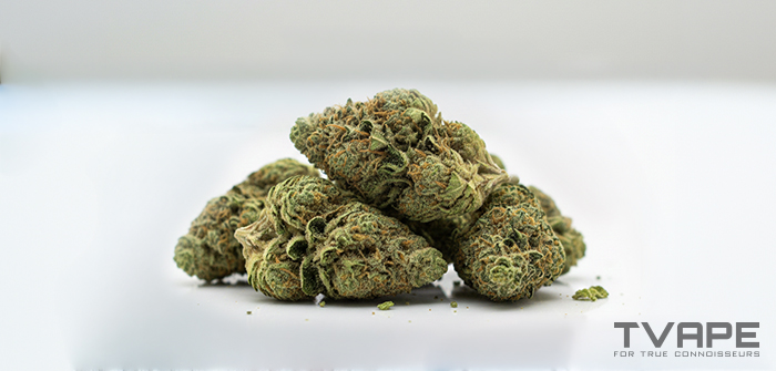 Diesel Cannabis-Sort  eine Nahaufnahme