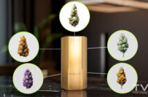 Einsteigerleitfaden zu Cannabissorten: Arten, Typen und wie man die richtige Sorte auswählt