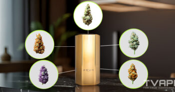 Einsteigerleitfaden zu Cannabissorten: Arten, Typen und wie man die richtige Sorte auswählt