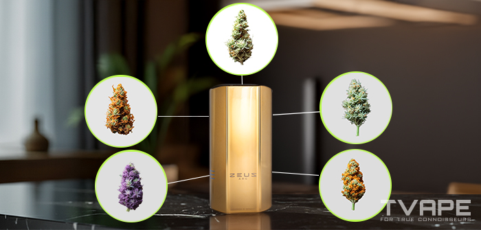 Einsteigerleitfaden zu Cannabissorten: Arten, Typen und wie man die richtige Sorte auswählt